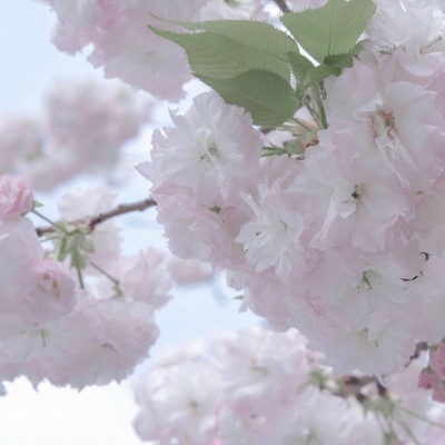 Furry插画线稿分享福瑞交流群